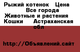 Рыжий котенок › Цена ­ 1 - Все города Животные и растения » Кошки   . Астраханская обл.